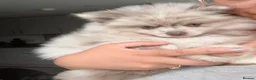 Pomeranian dogs for sale: White, Lilac, Merle Female Pomeranian  - Advert 4