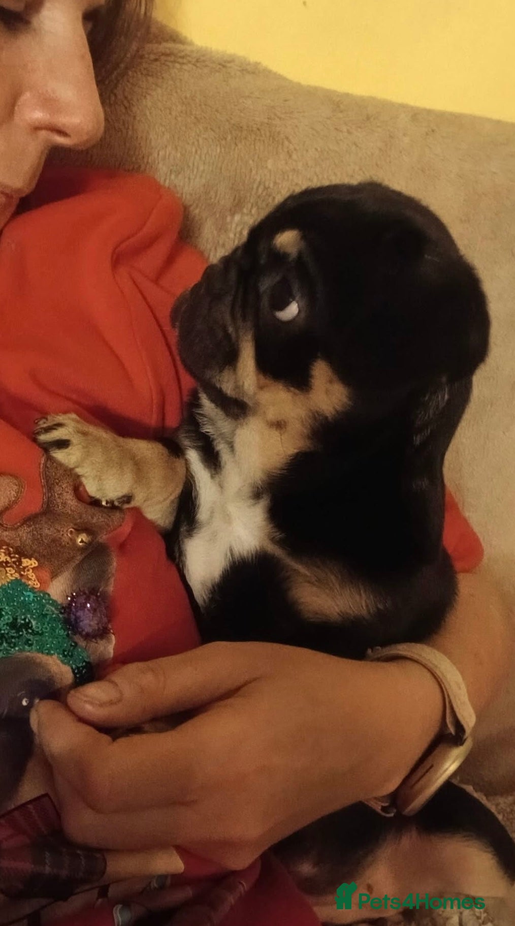 Frug dogs ♥️ 1 girl left *Frug Puppy **ready now** - Advert 4