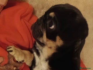 Frug dogs ♥️ 1 girl left *Frug Puppy **ready now** - Advert 4