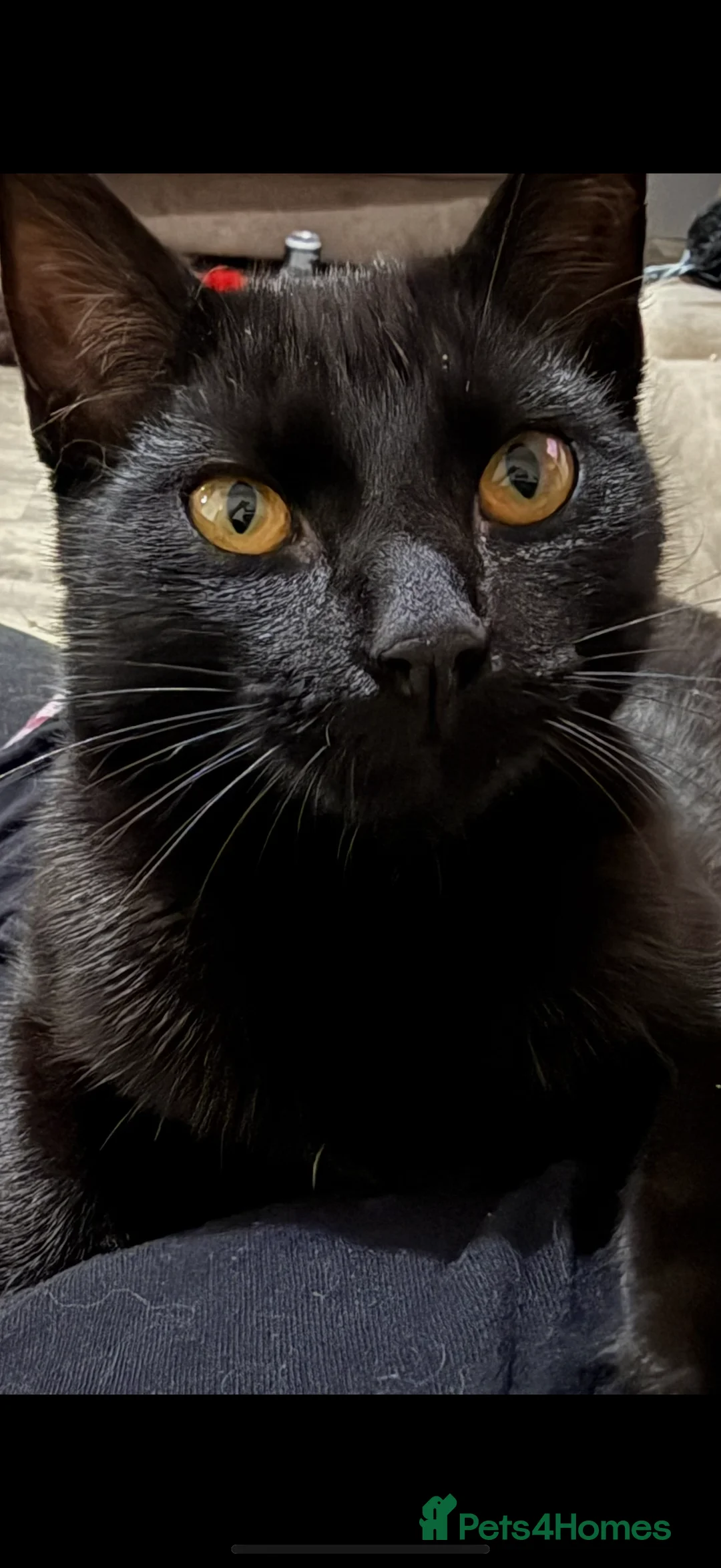 Mixed Breed cats for sale: 3 kittens available - 8 weeks old - Advert 1