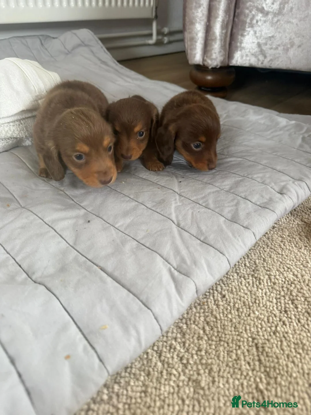 Miniature Dachshund dogs for sale: minature long haired dachshund puppies available  - Advert 13