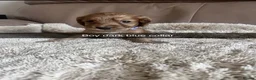 Cocker Spaniel dogs for sale: Kc cocker spaniel puppies  - Advert 11