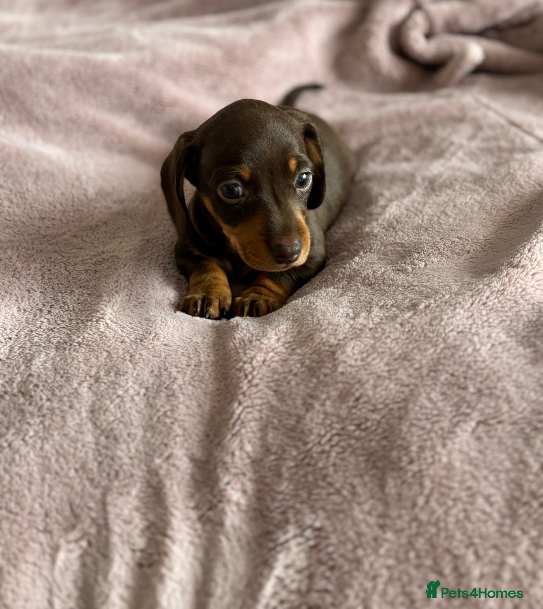 Miniature Dachshund dogs LAST MINIATURE DACHSHUND FEMALE CHOCOLATE & TAN   - Advert 1