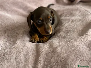 Miniature Dachshund dogs LAST MINIATURE DACHSHUND FEMALE CHOCOLATE & TAN - Advert 1