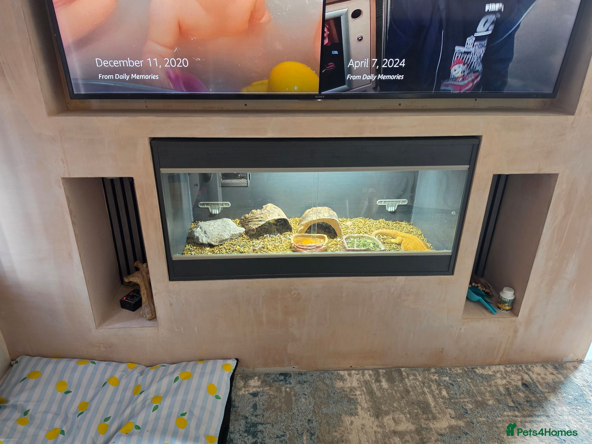 Bearded Dragon reptiles Bearded dragon and full set up. - Advert 1