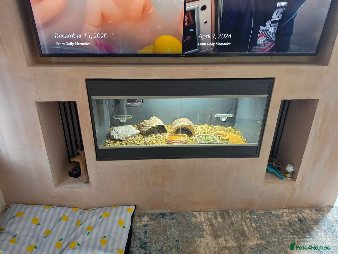 Bearded Dragon reptiles for sale: Bearded dragon and full set up. in Glossop - Advert 1