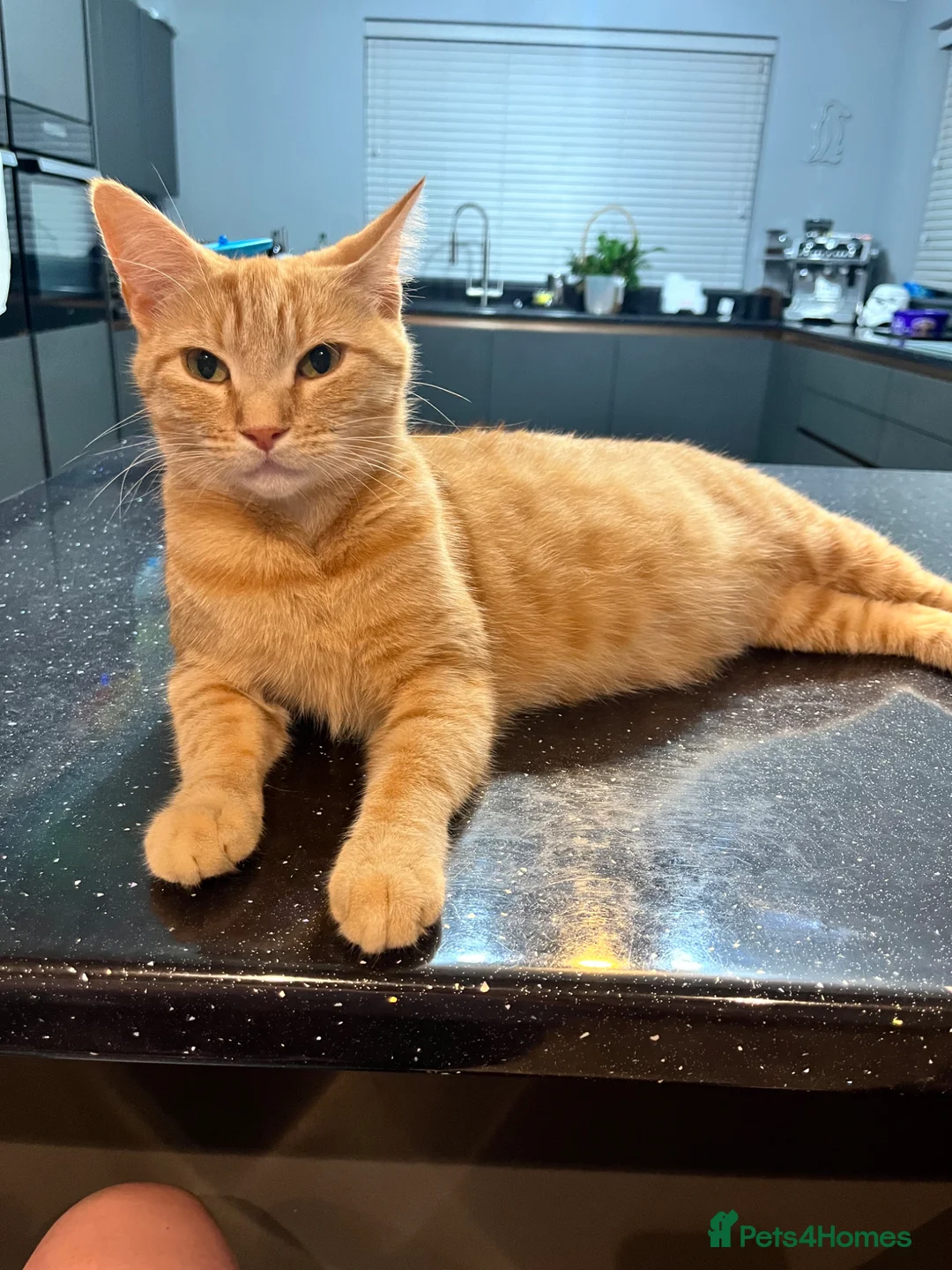 Mixed Breed cats for sale: Ginger calico kittens  - Advert 1