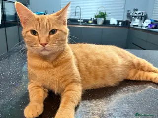 Mixed Breed cats Ginger calico kittens - Advert 5