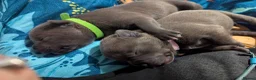 Staffordshire Bull Terrier dogs for sale: Kc blue Staffordshire bull terrier puppies  - Advert 8