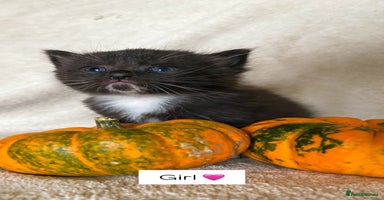 Ragdoll cats - Advert 8