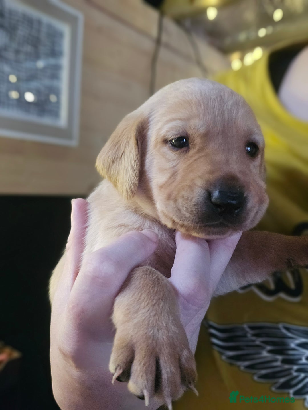 Labrador Retriever dogs for sale: Beautiful Labradors. Ready to go! - Advert 11