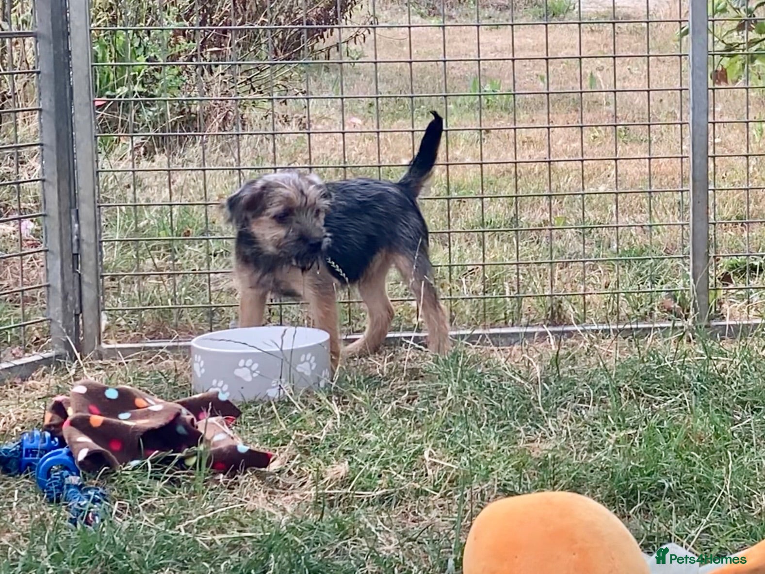 Mixed Breed dogs  Norfolk x Border Terrier pups - Advert 8