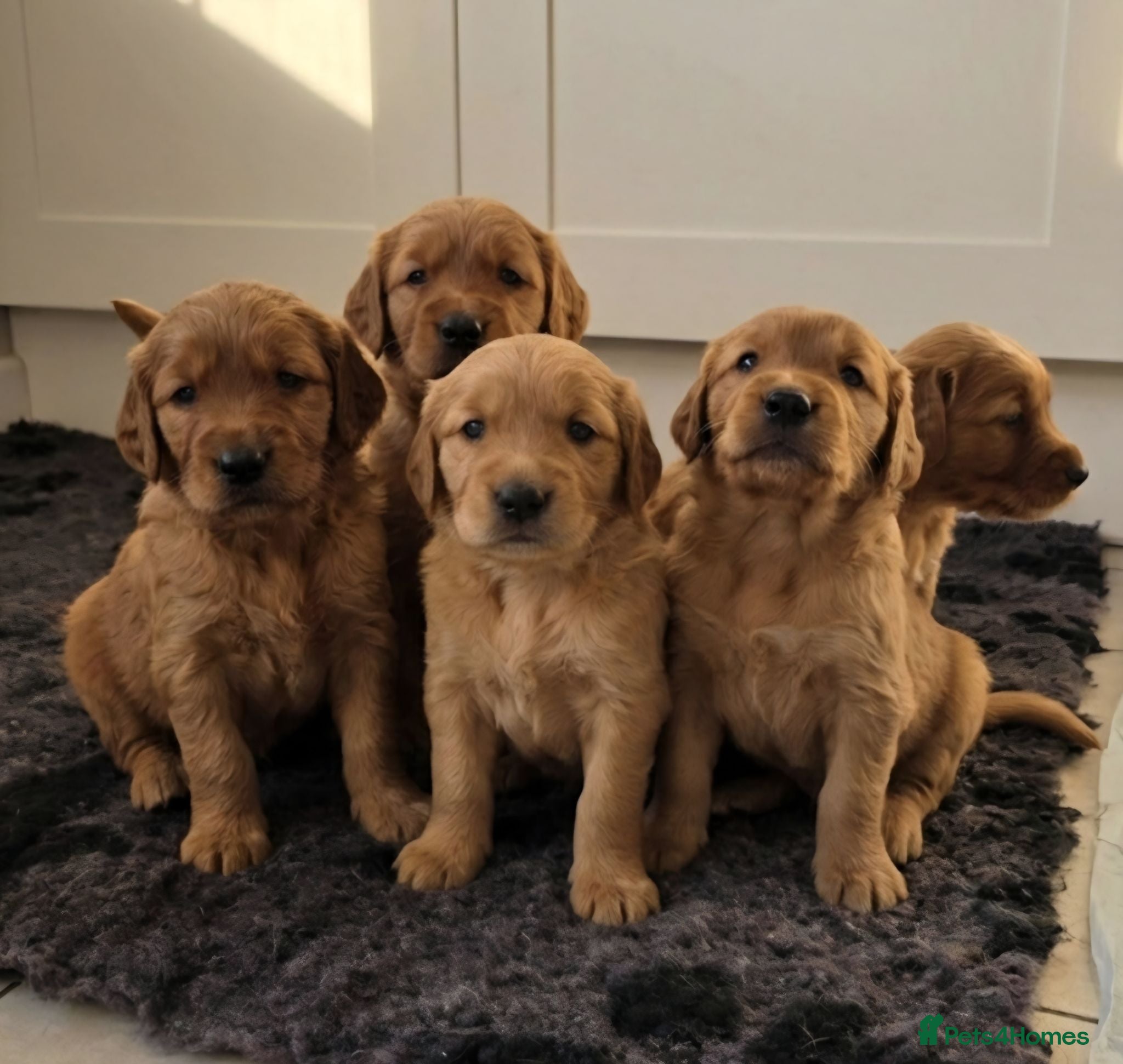 Golden Retriever dogs Stunning kc reg working golden retriever puppies - Advert 1