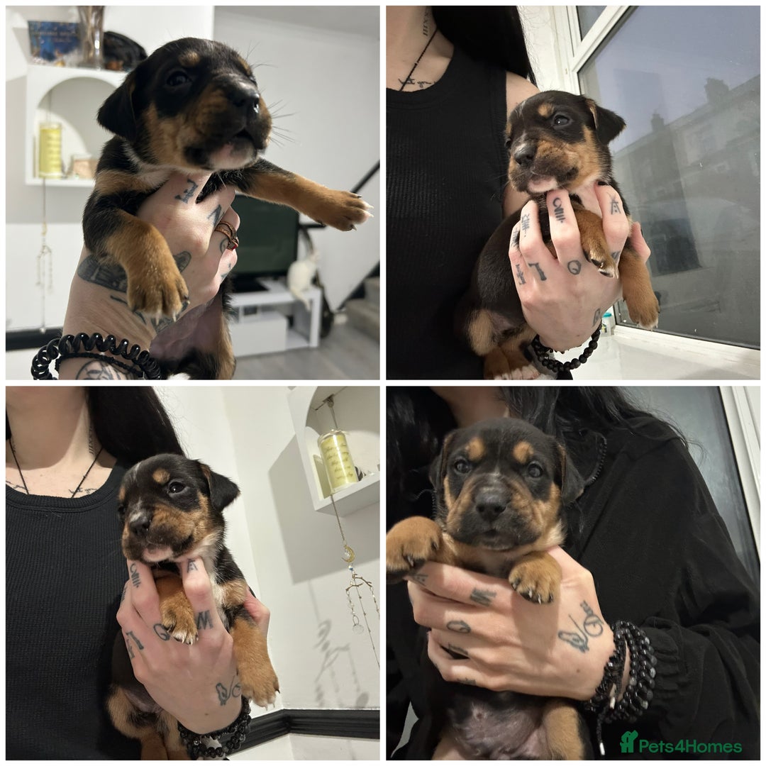 Mixed Breed dogs for sale: A beautiful litter of Rottweiler/staff/mastiffs - Advert 3