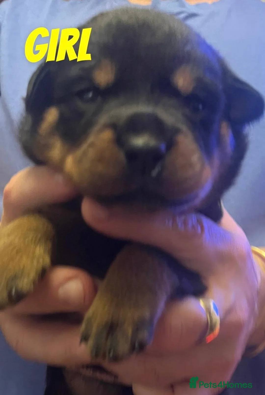 Rottweiler dogs for sale: Beautiful Rottweiler puppies for sale  - Advert 10