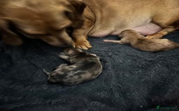 Dachshund dogs for sale: Daschund puppies for sale  - Advert 3