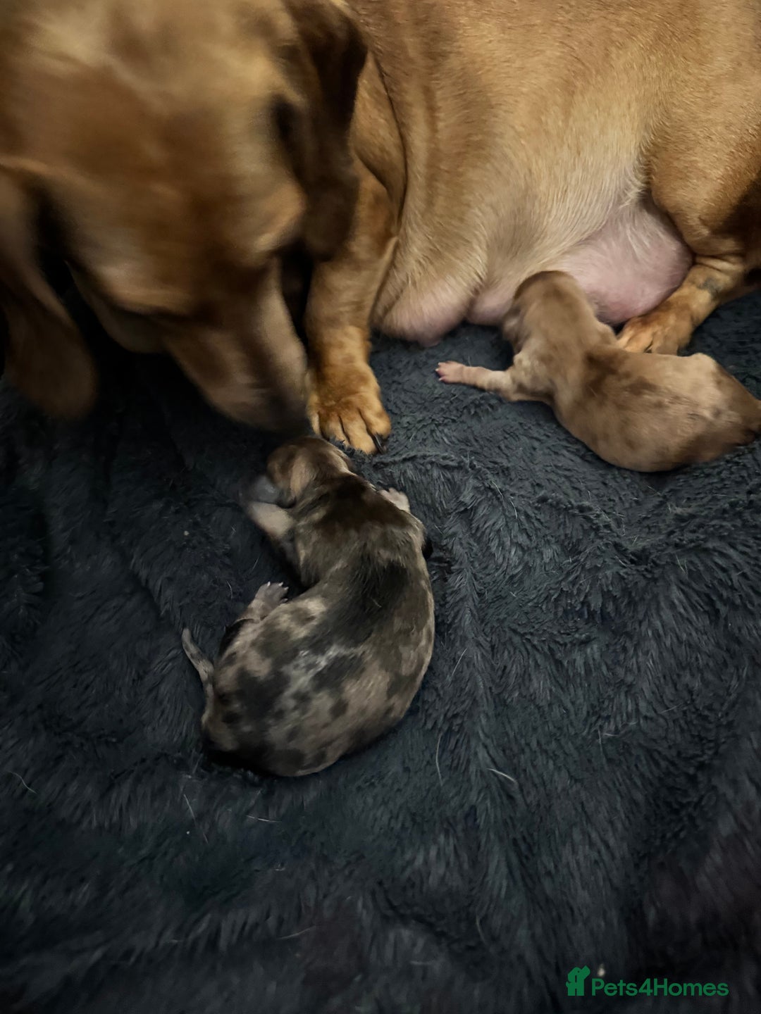 Dachshund dogs for sale: Daschund puppies for sale  - Advert 3