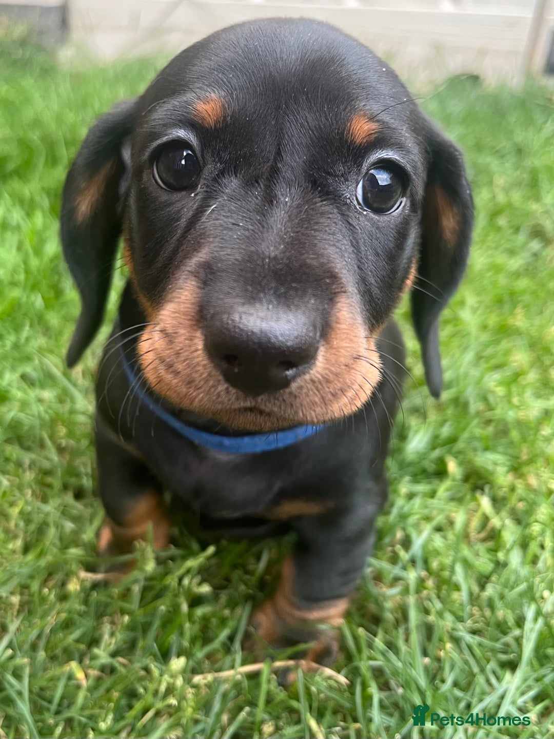 Miniature Dachshund dogs for sale: KC Reg Miniature Dachshund Smooth Haired Puppies - Image 3