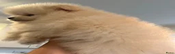Pomeranian dogs for sale: Small Beautiful Pomeranian Boy  - Advert 8