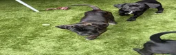 Cane Corso dogs for sale: Cane corso puppies - Advert 26