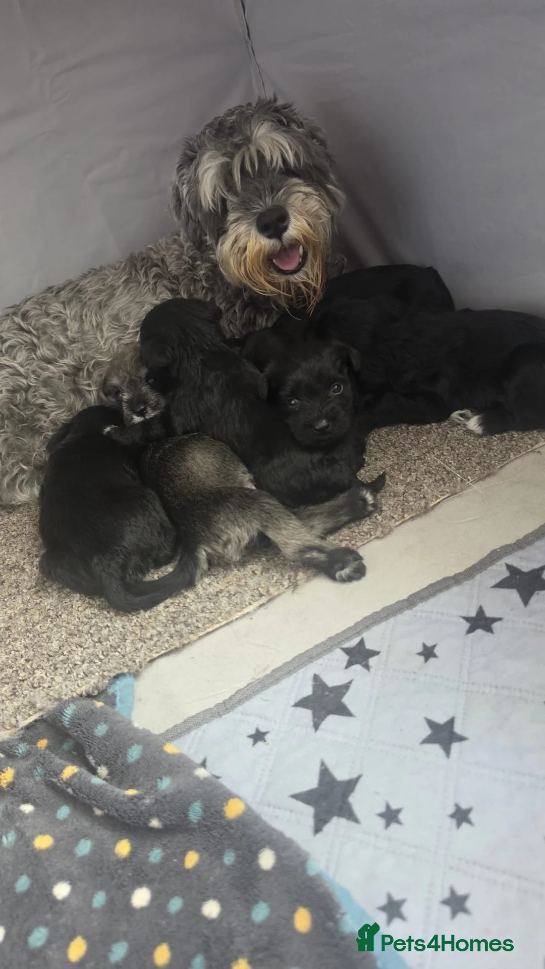 Miniature Schnauzer dogs for sale: 🐾❤️ Stunning Miniature Schnauzer Puppies 🐾❤️ - Advert 1