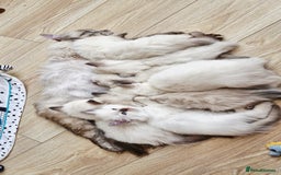 Ragdoll cats for sale: 🐾Last  Girl - Genetically clear 🐾 - Image 11