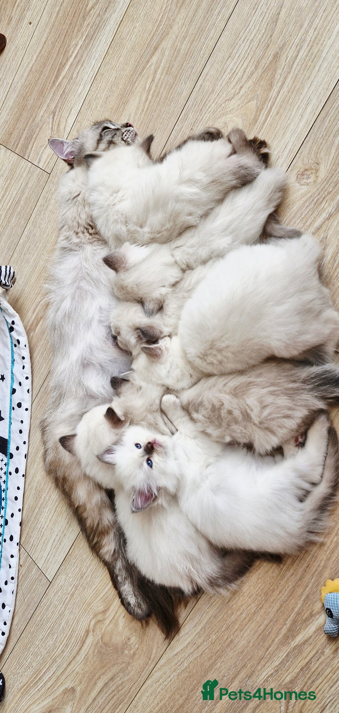 Ragdoll cats for sale: 🐾Last  Girl - Genetically clear 🐾 - Image 11