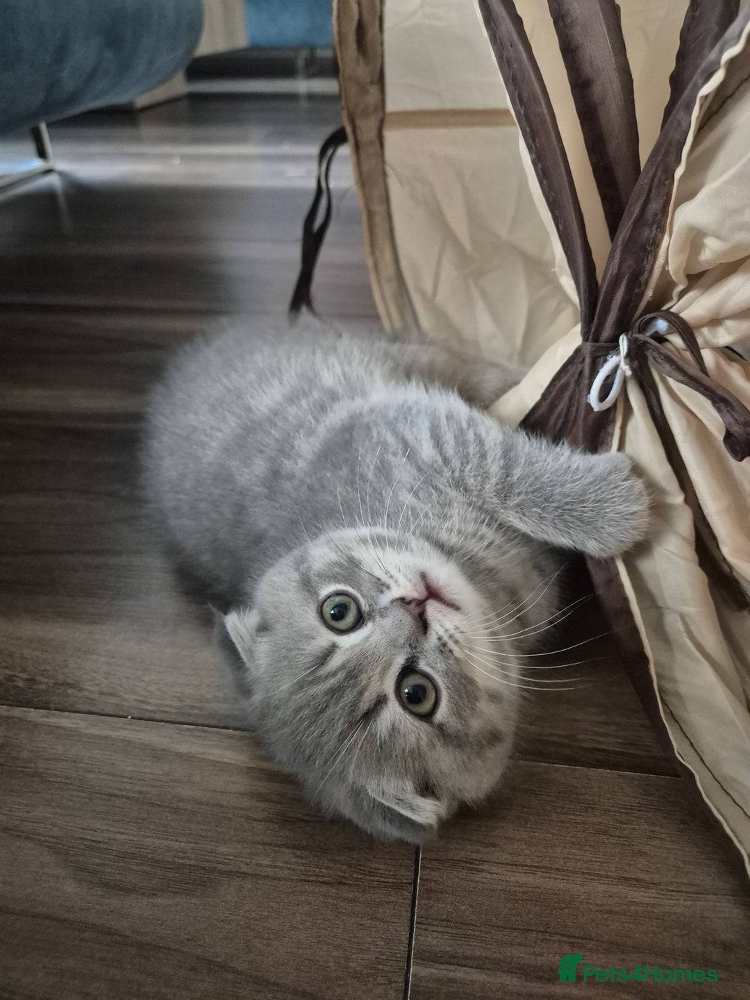 Scottish Fold cats for sale: Scottish Fold/Straight kittens  - Image 17