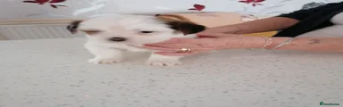 Lhasa Apso 3