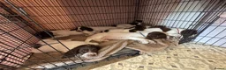 English Springer Spaniel dogs for sale: KC Working ESS puppies Ready to be rehomed now - Advert 6