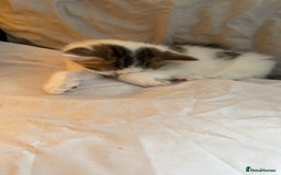 Maine Coon cats for sale: Maine coon / Siberian mix - Image 6