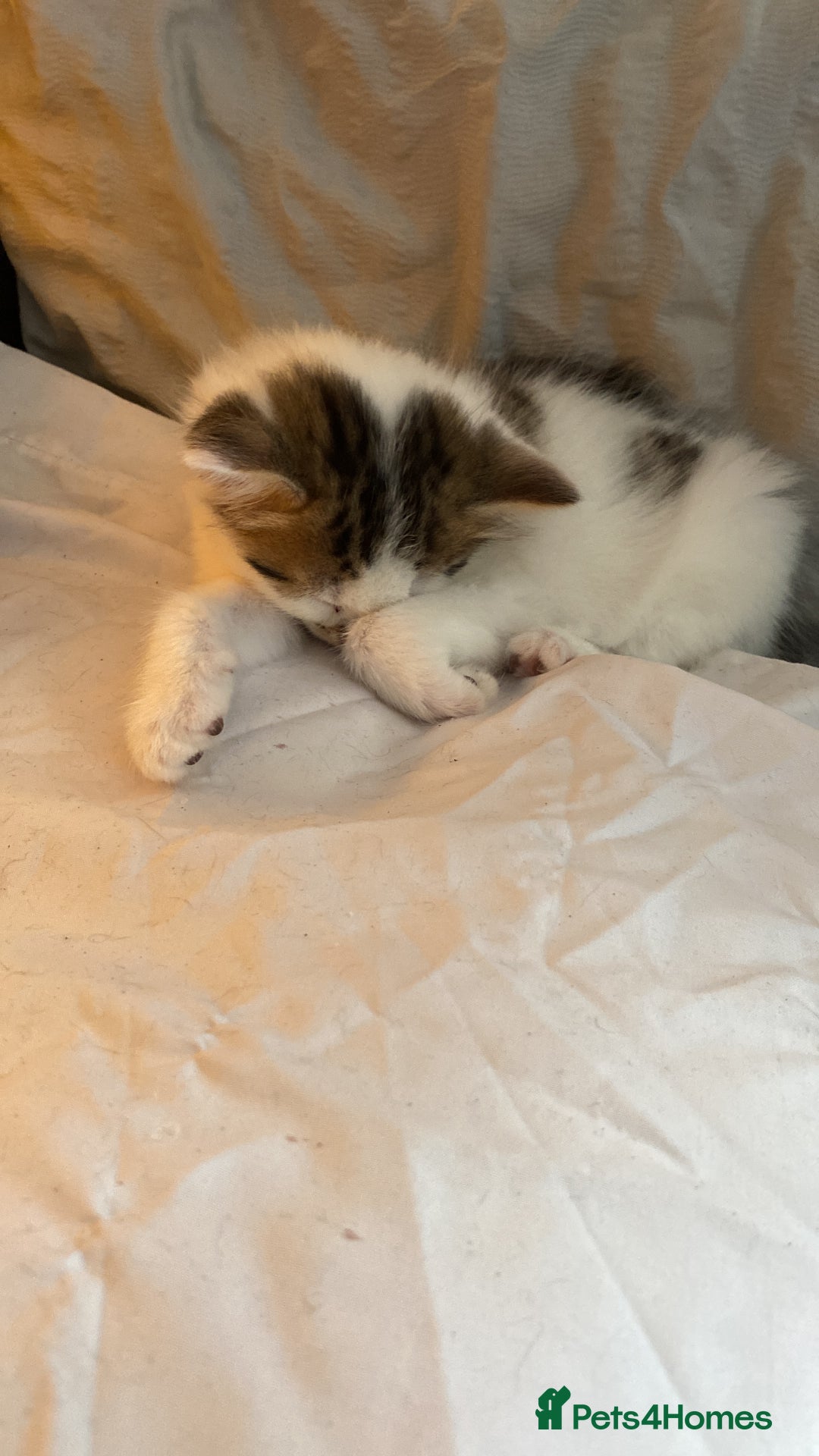 Maine Coon cats for sale: Maine coon / Siberian mix - Image 6