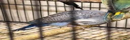 Budgerigars birds for sale: Budgies BW and Split BW - Advert 15