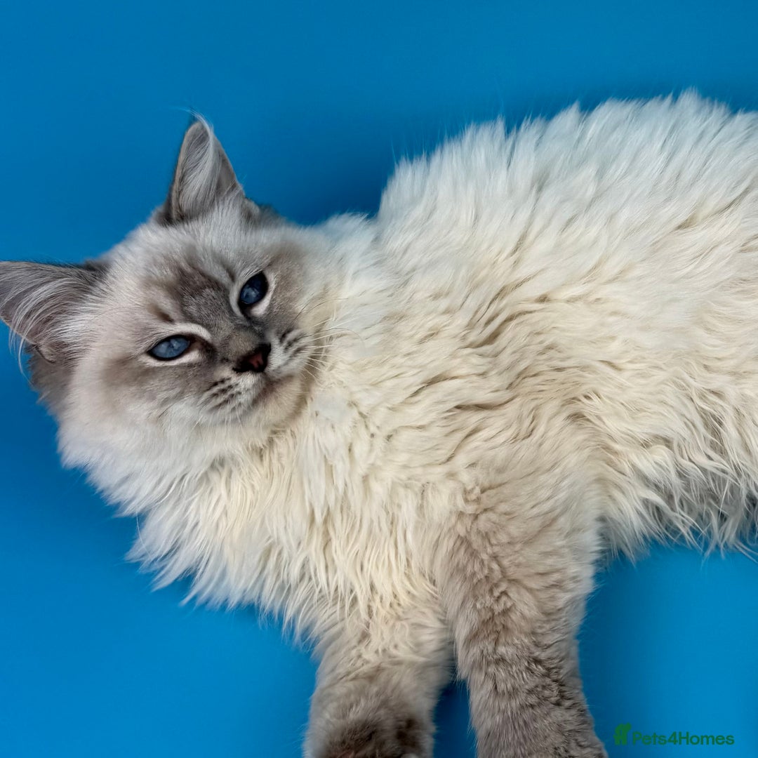 Ragdoll cats for sale: 💙 STUNNING GCCF GRCH SIRED RAGDOLL KITTENS 💙 - Advert 39