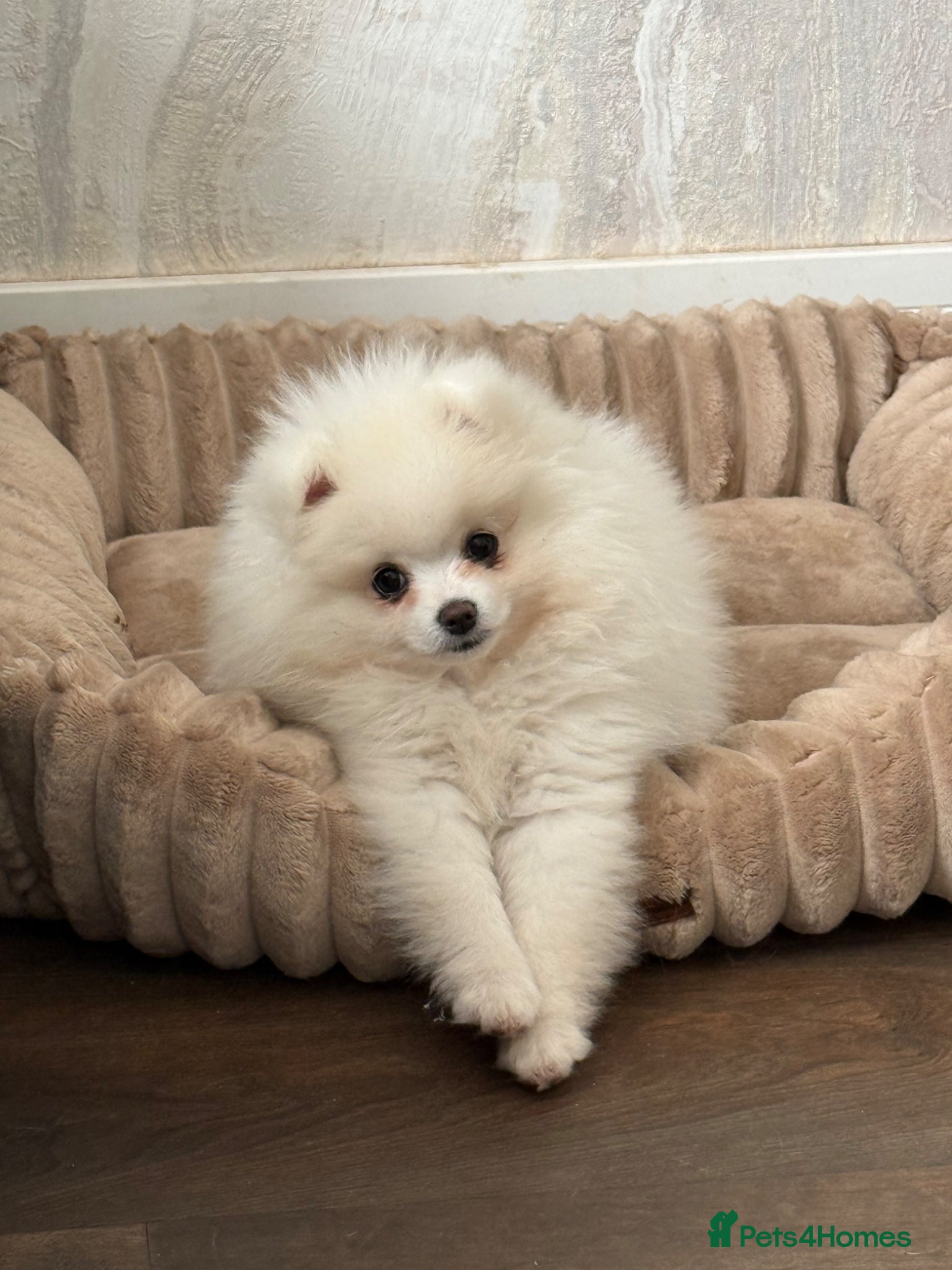 Pomeranian dogs READY TO GO. Kc reg 2 girls. - Advert 6