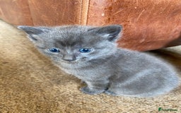 Mixed Breed cats for sale: Beautiful Kittens - Image 20