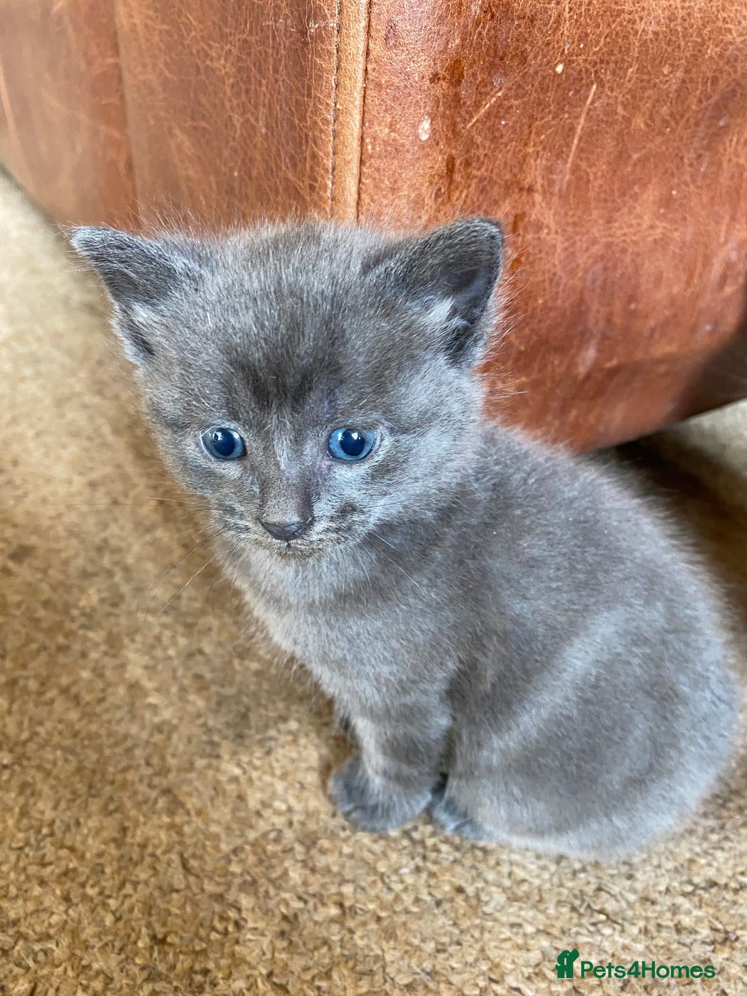 Mixed Breed cats for sale: Beautiful Kittens - Image 20