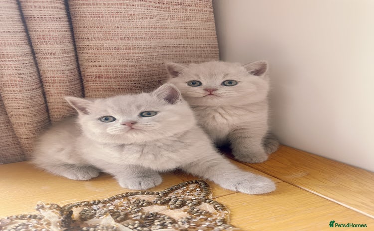 British Shorthair cats 2 female British short hair - Advert 3