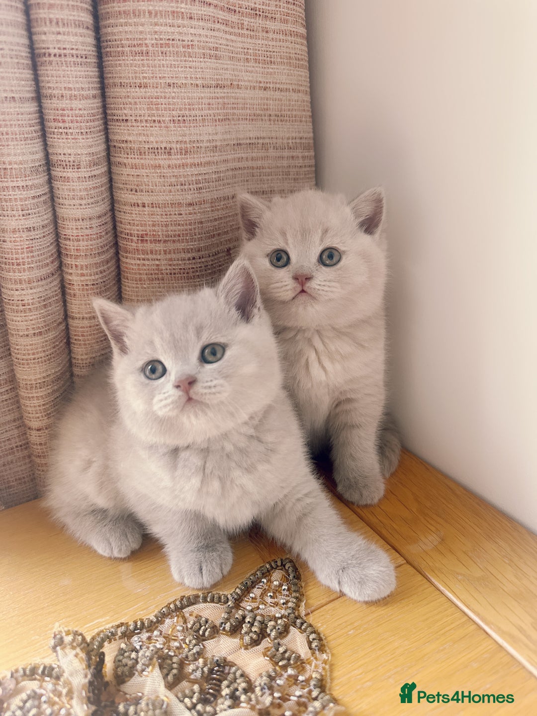 British Shorthair cats for sale: 2 female British short hair - Advert 13
