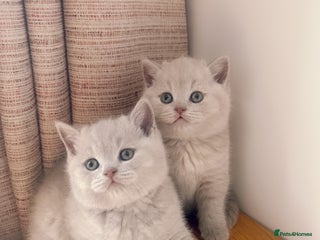 British Shorthair cats 2 female British short hair - Advert 5
