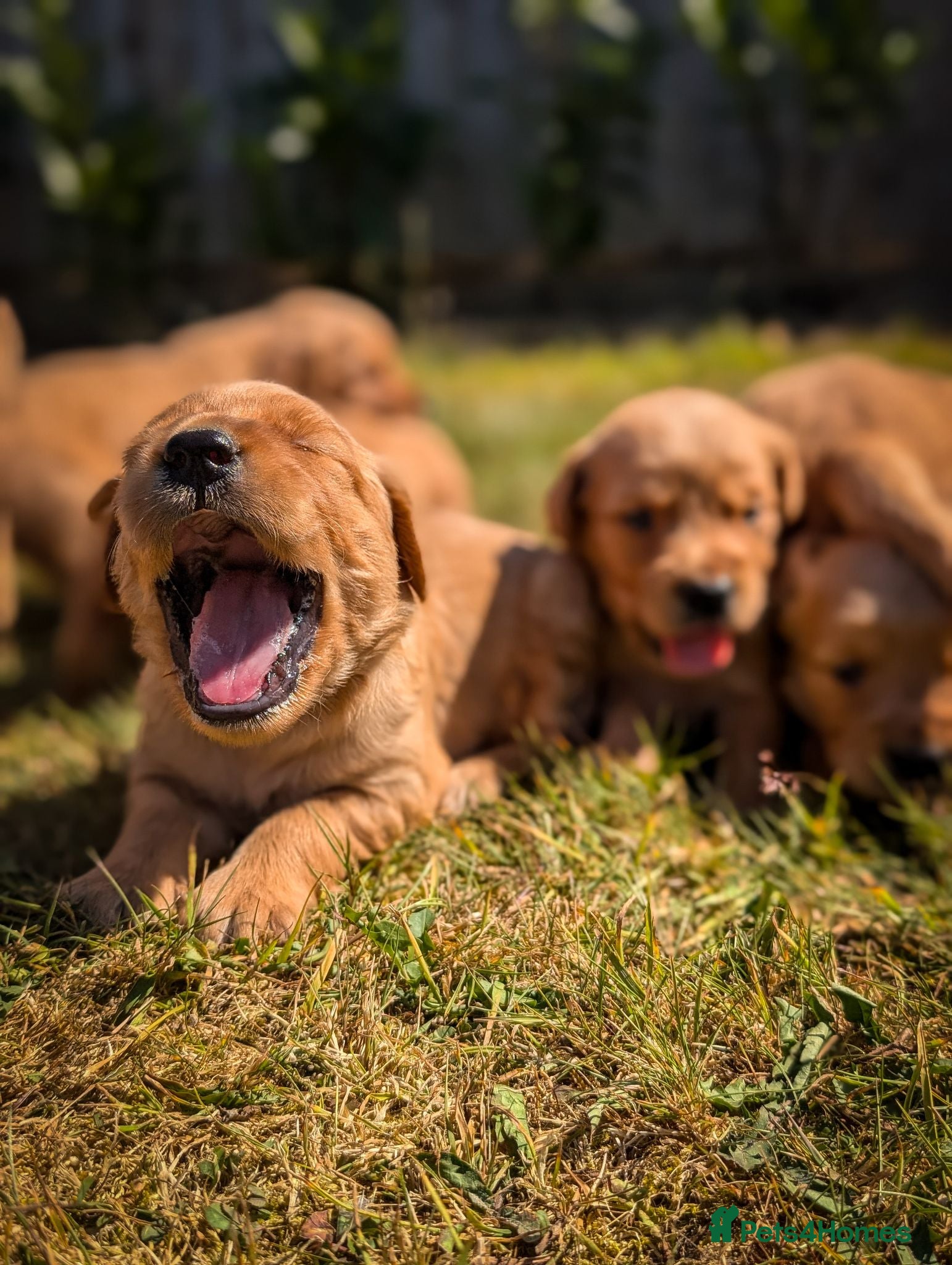 Golden Retriever dogs KC Working Golden Retriever Puppies - Advert 17