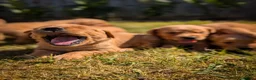 Golden Retriever dogs for sale: KC Working Golden Retriever Puppies in Launceston - Advert 1