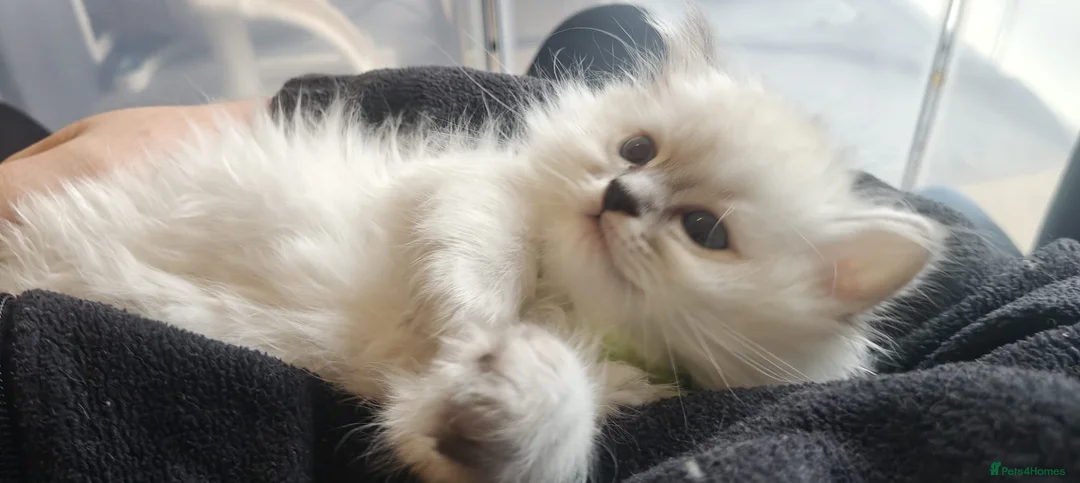Persian cats for sale: LAST DOLLFACE CHINCHILLA PERSIAN GIRL - Advert 14