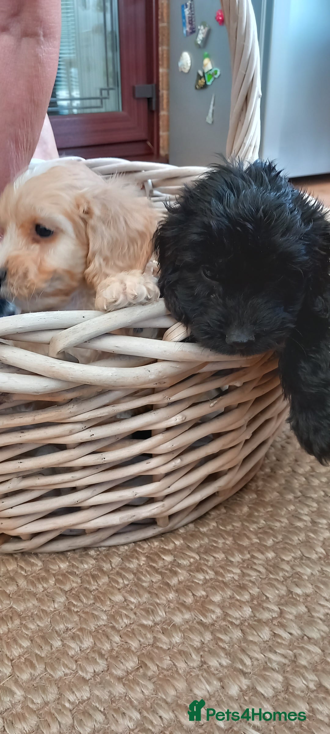 Cockapoo dogs for sale: Beautiful cockapoo puppies  - Image 9