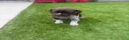 German Shorthaired Pointer dogs for sale: German Short Haired Pointer Puppies  - Advert 17