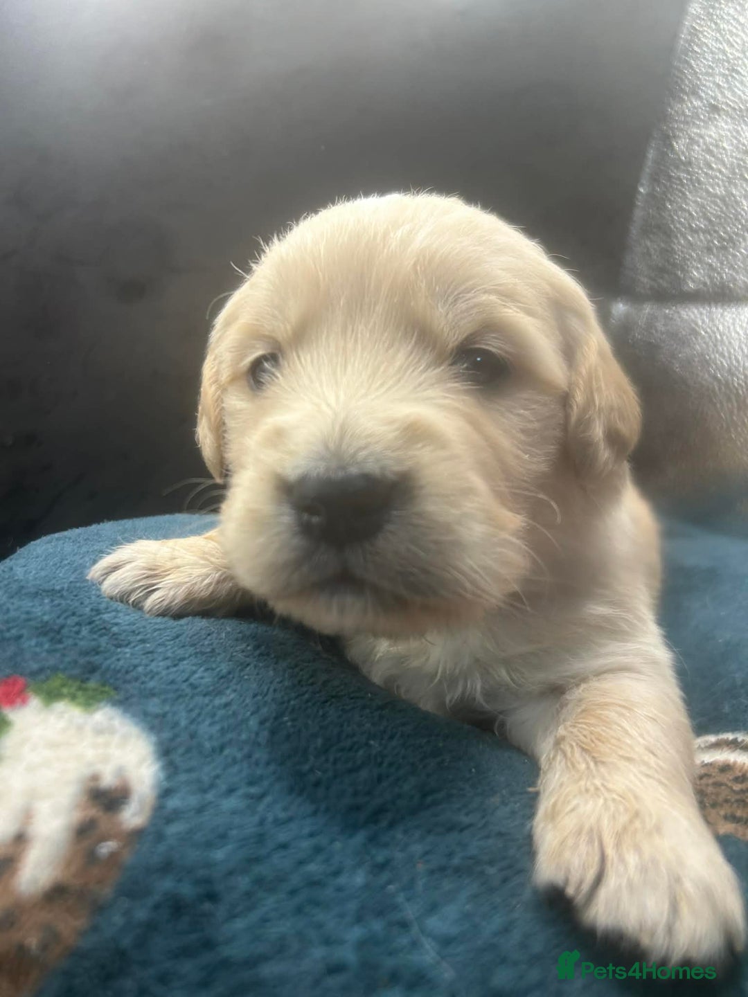 Golden Retriever dogs for sale: Stunning Golden Retrievers. 4 Boys / 4 Girls - Advert 30