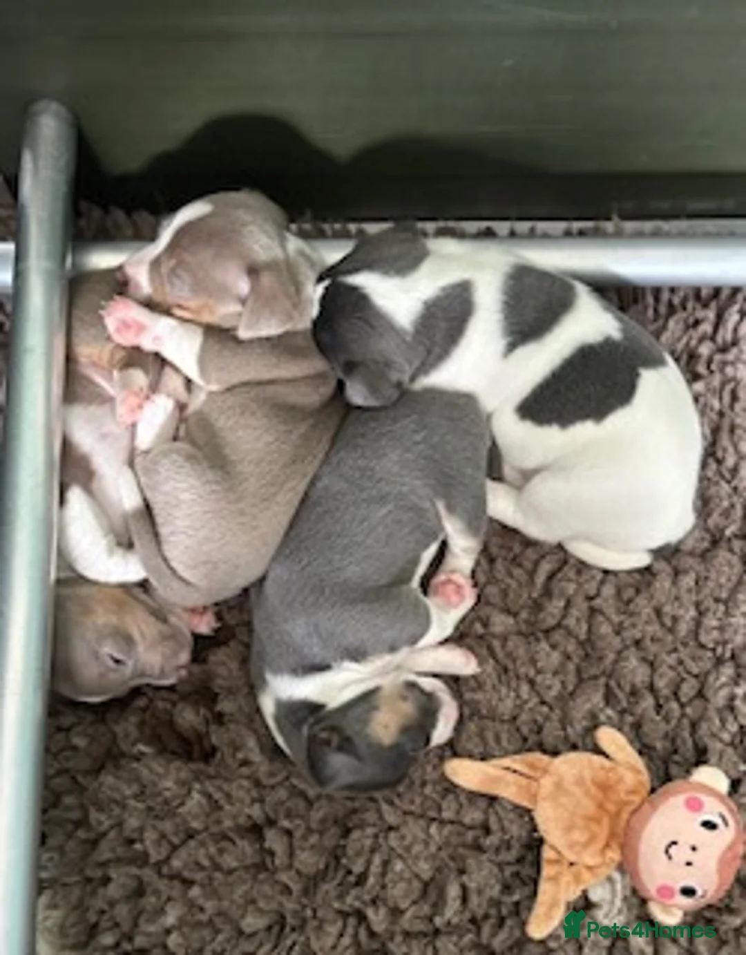 Jack Russell dogs for sale: Conscientiously bred and reared - Advert 2