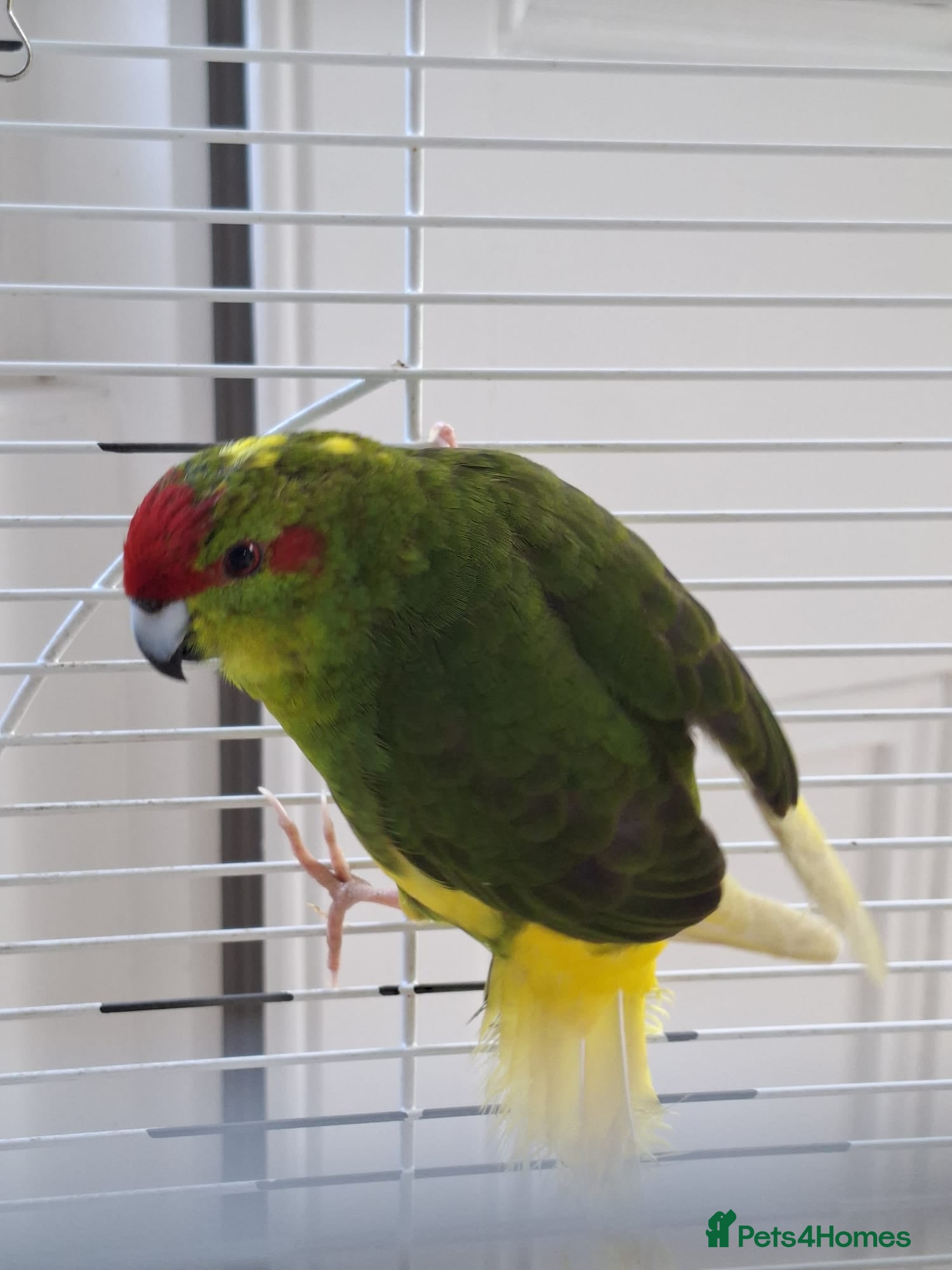 Parakeets birds for sale: Kakariki Male Hand Reared - Advert 1