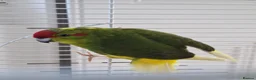Parakeets birds for sale: Kakariki Male Hand Reared in Grimsby - Advert 1
