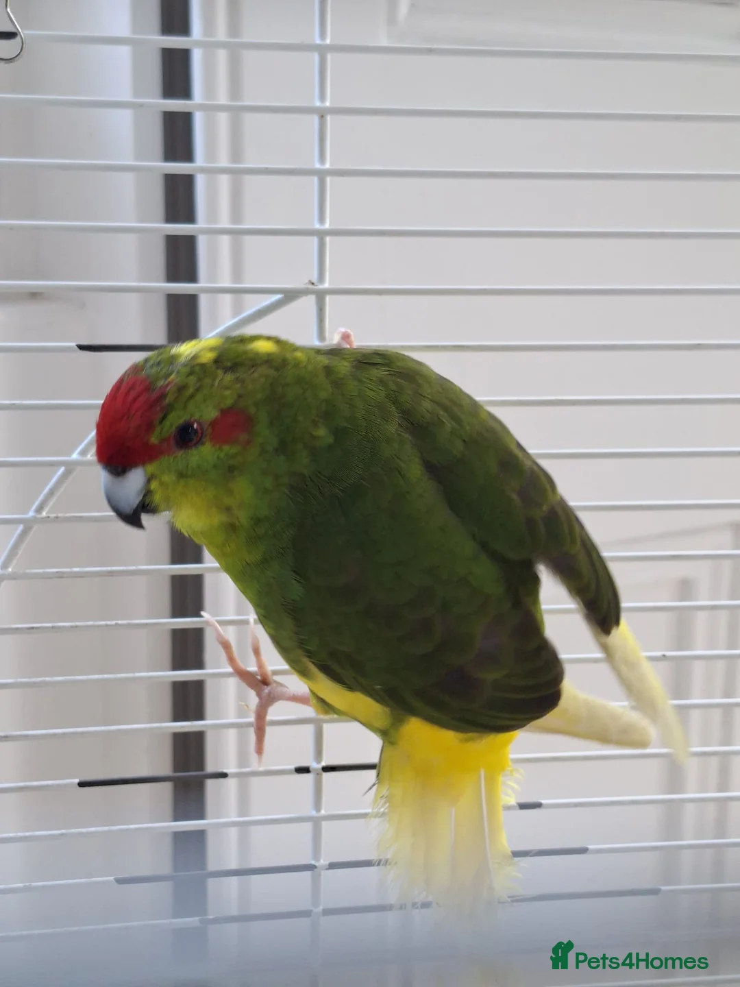 Parakeets birds for sale: Kakariki Male Hand Reared in Grimsby - Advert 1